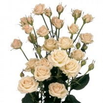 Bush Rose - by one